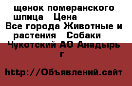 щенок померанского шпица › Цена ­ 45 000 - Все города Животные и растения » Собаки   . Чукотский АО,Анадырь г.